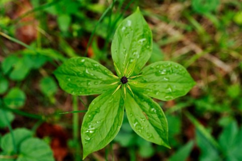 Herb Paris or True Lover's Knot (Paris quadrifolia)