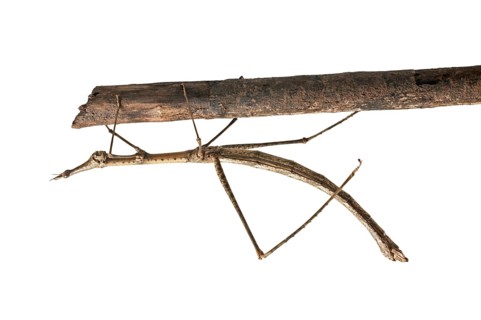 Horse Head Grasshopper (Pseudoproscopia latirostris)