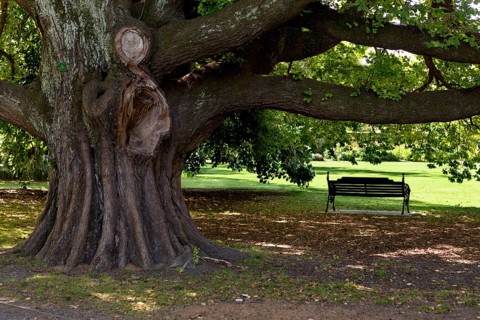 A park bench under a huge old elm (Ulmus glabra) in Hagley Park