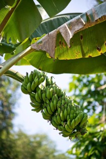 Banana Plant (Musa paradisiaca)