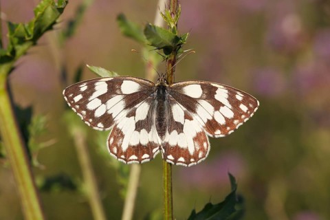 Marbled White (Melanargia galathea) basking on a thistle stalk