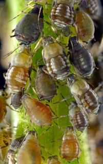 Aphids (Aphidoidea)