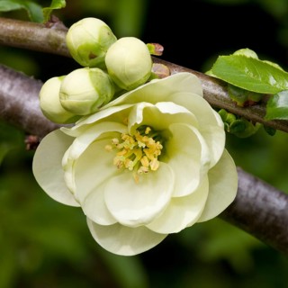 Flowering Quince (Chaenomeles x superba)