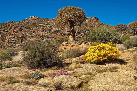 Quiver Tree or Kokerboom (Aloe dichotoma) and Skaapbos Shrub