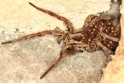European Wolf Spider or False Tarantula (Hogna radiata) with spiderlings on its abdomen