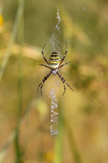 Wasp Spider or Zebra Spider (Argiope bruennichi)
