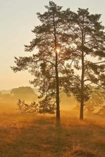 Rural morning mood with a French farmhouse in the late summer early morning fog