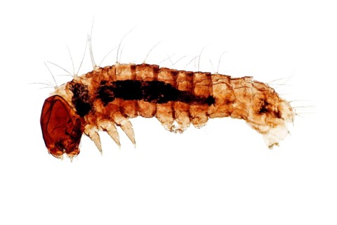 Silkworm
