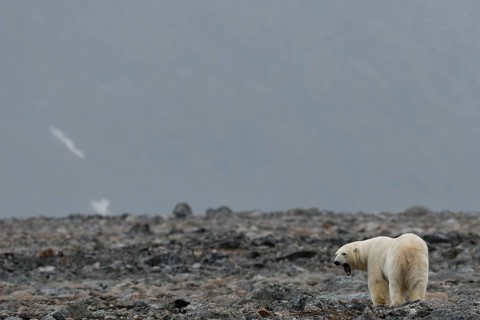 Polar Bear (Ursus maritimus)