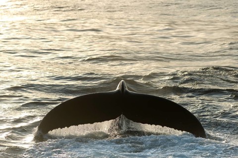 Fluke of a diving Humpback Whale (Megaptera novaeangliae)