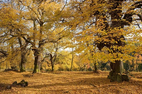 Small-leaved Lime or Little-leaf Linden (Tilia cordata) in autumn