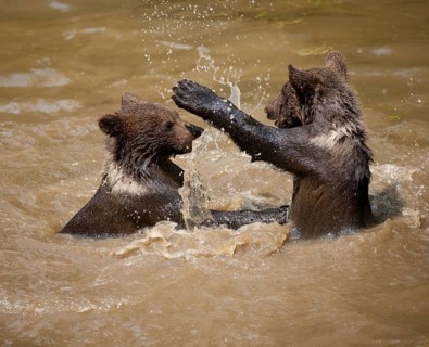 Brown Bears (Ursus arctos)