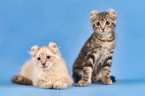 Two breedscats American Curl (Felis silvestris catus)
