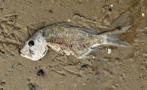Skeleton of a dead fish on the beach