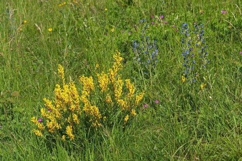 Scotch Broom (Cytisus scoparius)