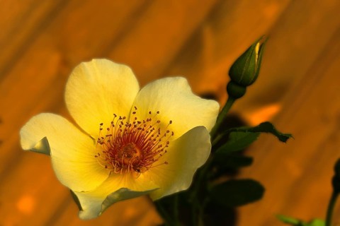 Garden Rose Spring Gold (Rosa pimpinellifolia var. hispida x Joanna Hill)