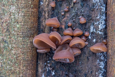Jew's Ear or Wood Ear Fungus (Auricularia auricula-judae) on a Sycamore