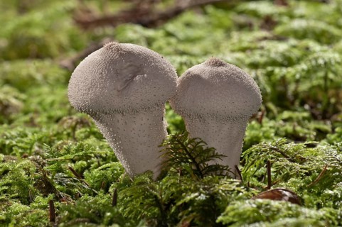 Gem-studded Puffball or the Devil's Snuff-box (Lycoperdon perlatum)
