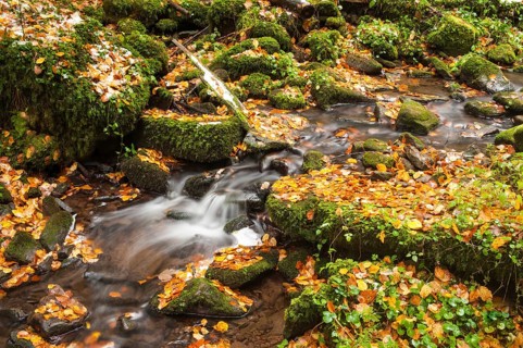 Monbach stream in autumn