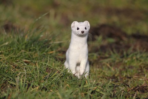 Stoat or Ermine (Mustela erminea) with white winter fur