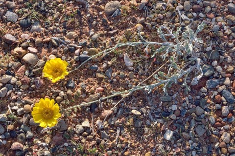 Desert Marigold (Baileya multiradiata)