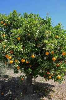 Orange Trees (Citrus x sinensis) in a plantation