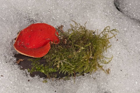 Scarlet Elf Cup (Sarcoscypha coccinea)