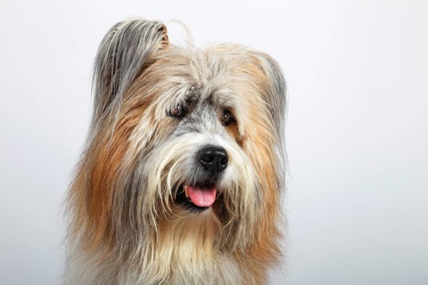 Elo or Great Elo breed of dog