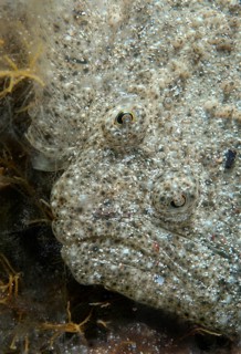 Black-Sea Turbot