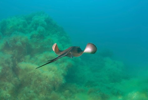Common Stingray (Dasyatis pastinaca)