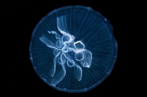 Moon Jelly (Aurelia aurita)