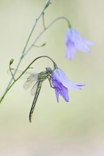 Western Clubtail (Gomphus pulchellus) on Spreading Bellflower (Campanula patula)