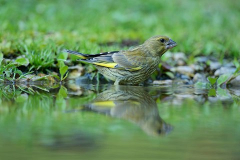 Greenfinch (Carduelis chloris) washing itself