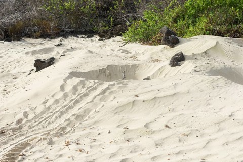 Nest of a Green Sea Turtle or Pacific Green Turtle (Chelonia mydas japonica)