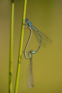 Azure Damselflies (Coenagrion puella) mating