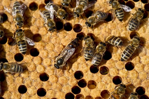 Honey bees (Apis sp.) on a honeycomb