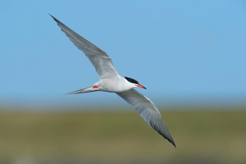 Common Tern (Sterna hirundo) in flight
