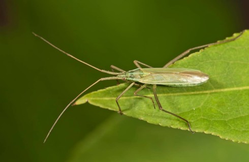 Long Thin Plant Bug (Megaloceroea recticornis) sitting on a leaf