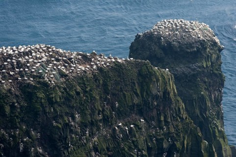 Gannet colony