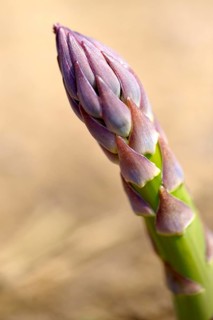 English asparagus spear growing in the field