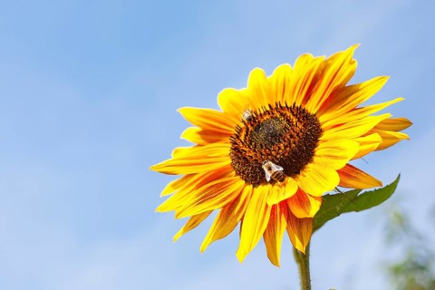 Inflorescence of a Sunflower (Helianthus annuus)