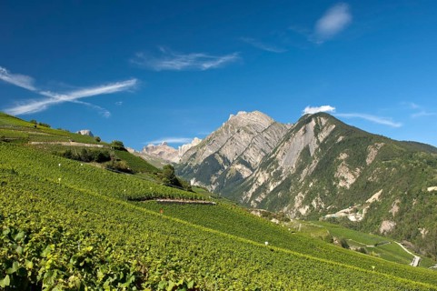Viticulture terraces