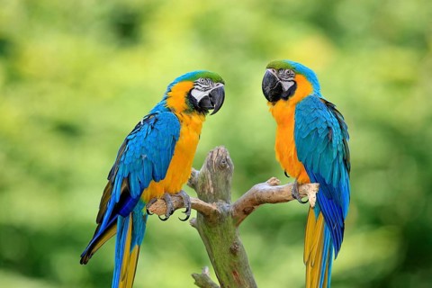 Blue and Yellow Macaws (Ara ararauna)