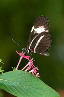 Postman Butterfly (Heliconius melpomene)