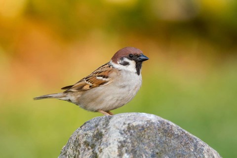 Tree Sparrow (Passer montanus)