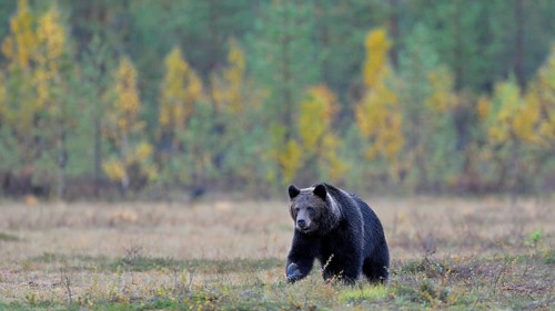 Brown Bear (Ursus arctos) in the autumnally coloured taiga or boreal forest
