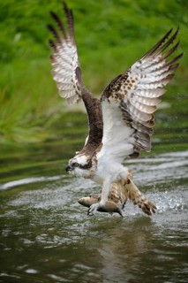 Osprey (Pandion haliaetus) taking flight after an unsuccessful hunt