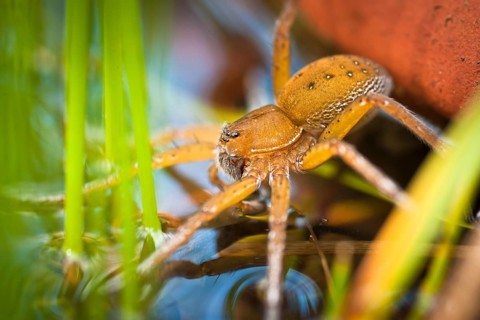 Great Raft Spider (Dolomedes plantarius)