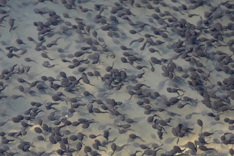 Tadpoles of the Common Toad (Bufo bufo)