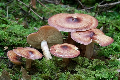 Birch Knight (Tricholoma fulvum)